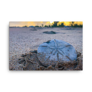 Sand Dollar